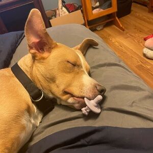 Meet your Posher, Abby